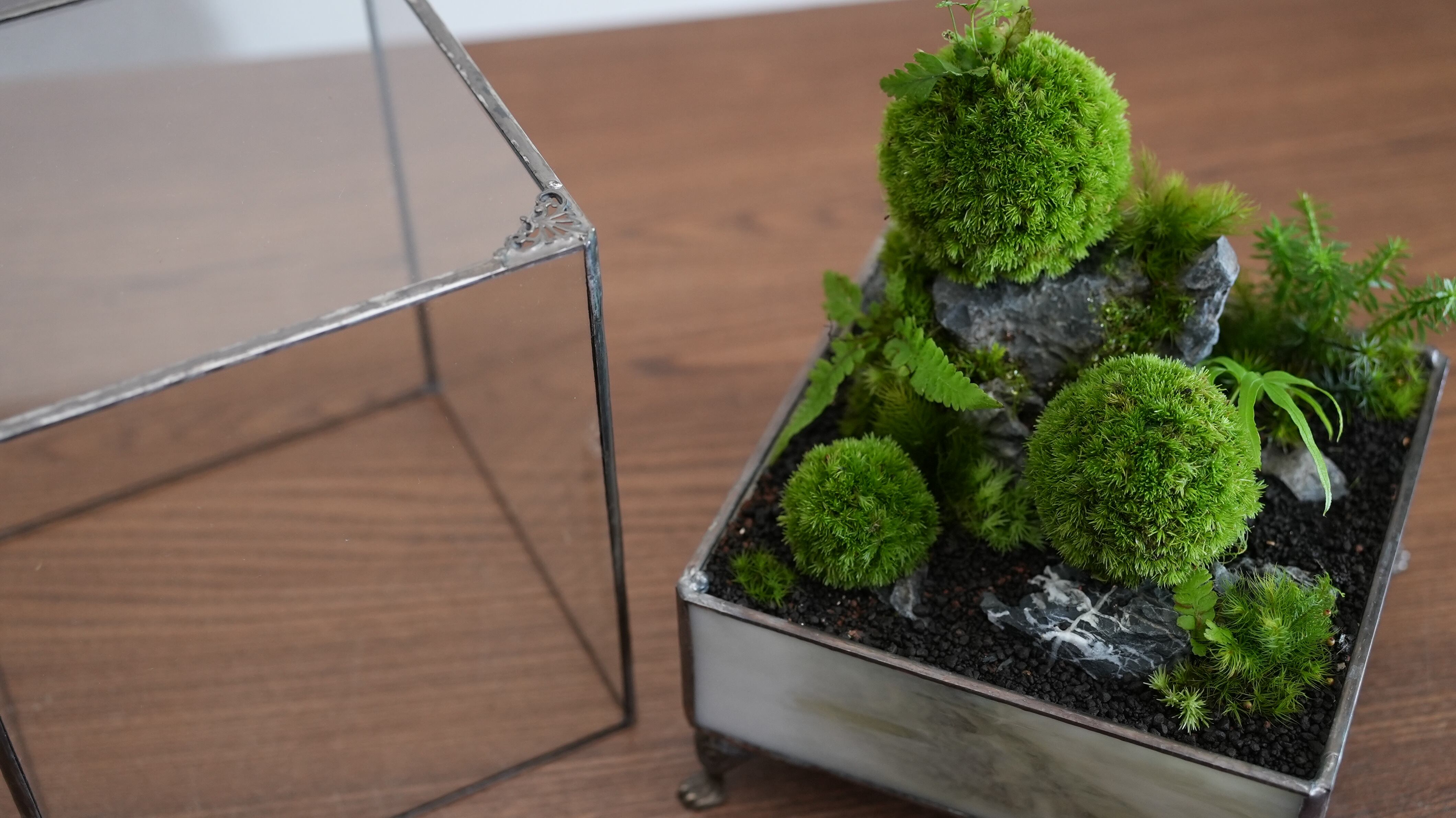 とっておきの植物を引き立てる 額縁のようなワーディアンケース｜IKUIT