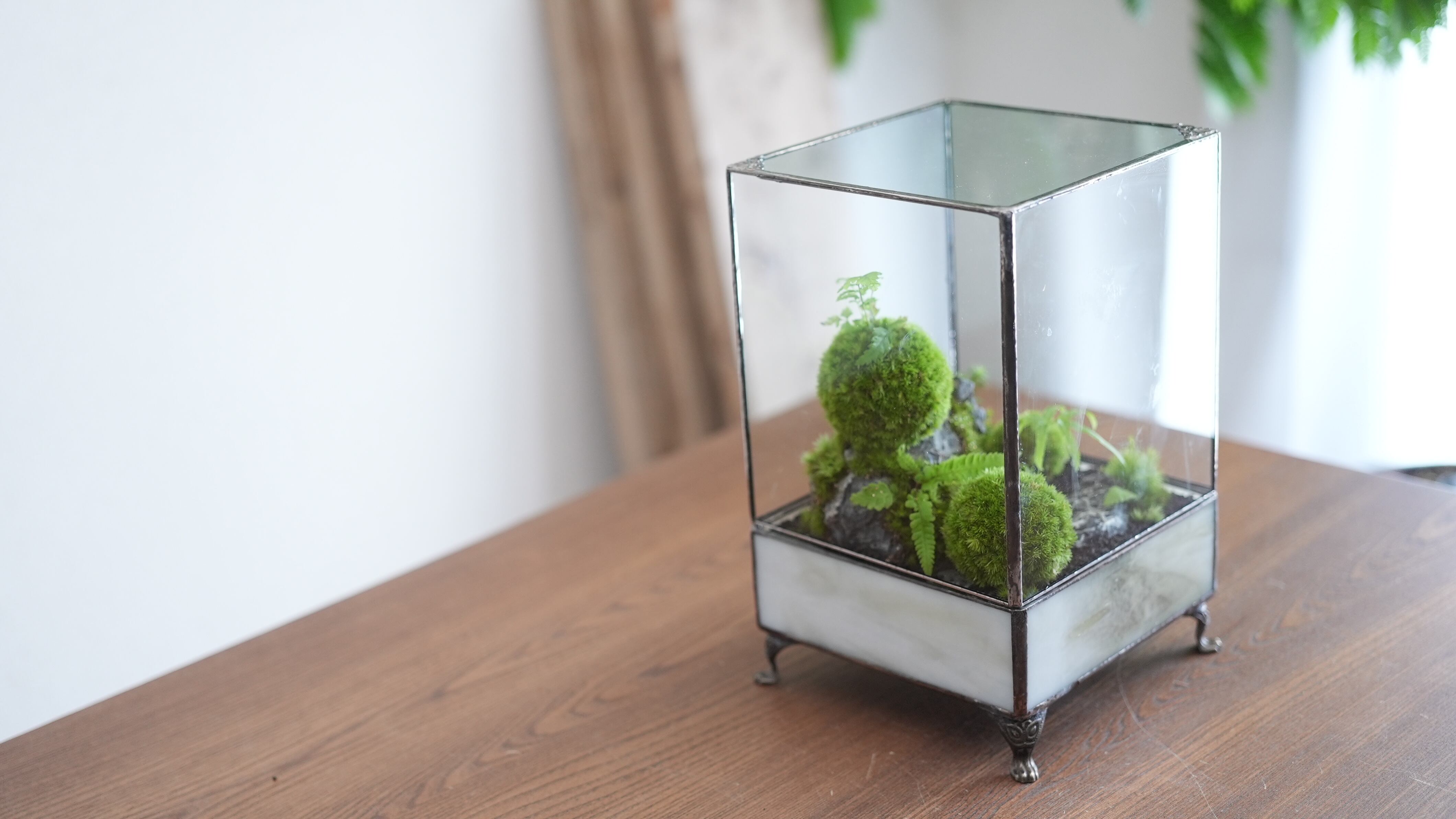 とっておきの植物を引き立てる 額縁のようなワーディアンケース｜IKUIT