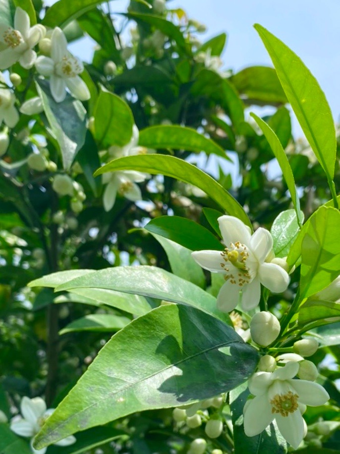 ネロリの季節 Pensee ネロリの季節 Pensee