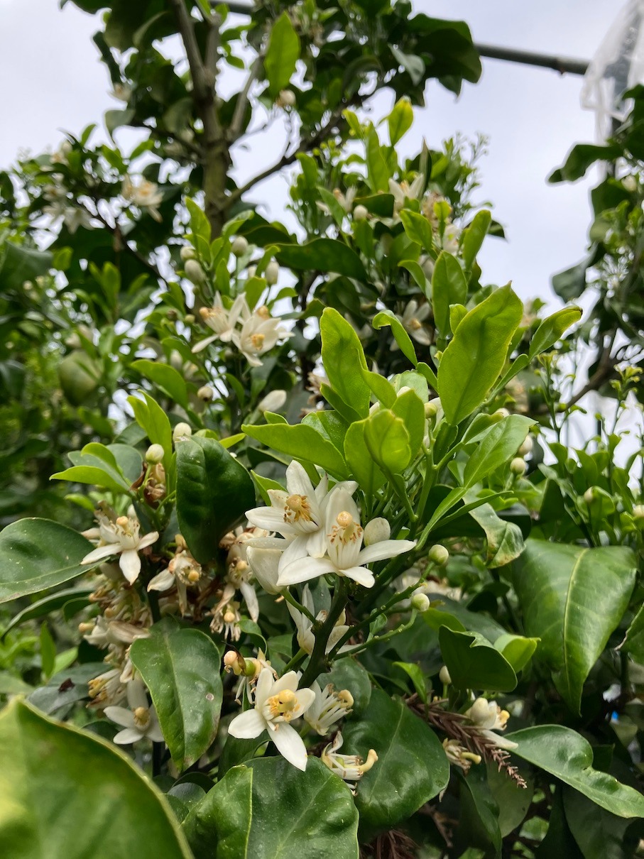 みかんの花 愛媛発の自然食品店 電子食品流通研究所オンラインストア 電食で おいしく 健康に