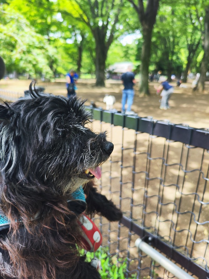 都立公園のドッグランをもっと楽しむために：使用方法と楽しみ方ガイド