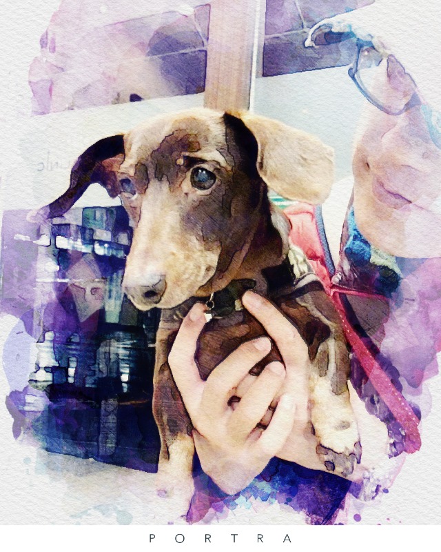 写真を水彩画風にしてくれるアプリ Potra Inuinutown