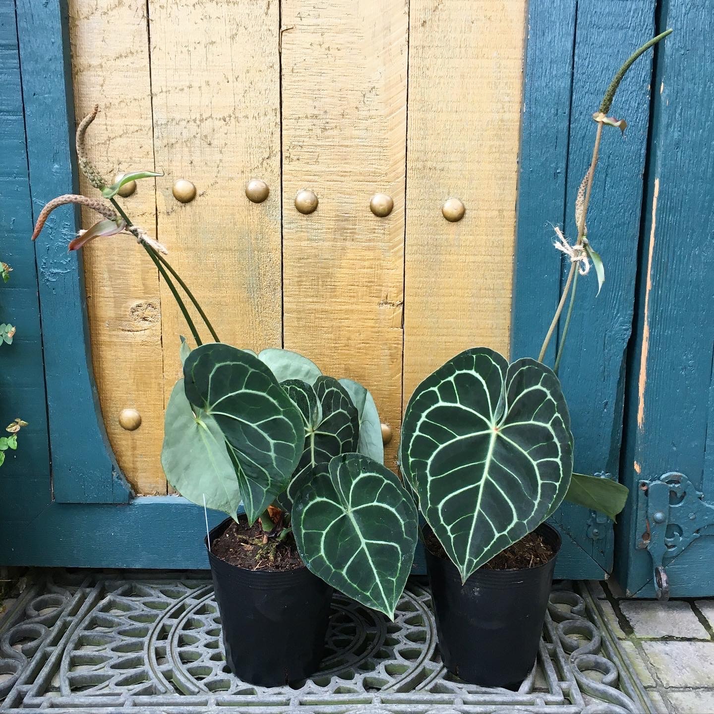 植物沢山入荷しました Plusgardensshop