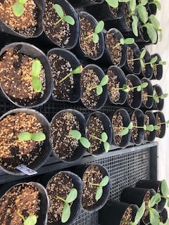 日本一ゴールドメロン芽が出てきました 住田農園 Sumida Farm 岡 山 日本一ゴールドメロン芽が出てきました 住田農園 Sumida Farm 岡 山
