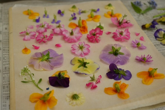 フルールで人気の押し花 Fleur フルール フルール１１７で検索