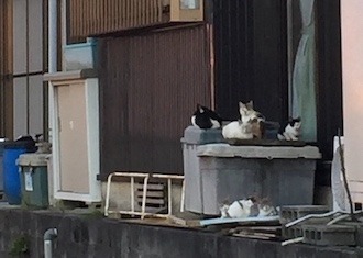 個人でのtnr 子猫保護 体験記 滋賀県 Tabby S Code