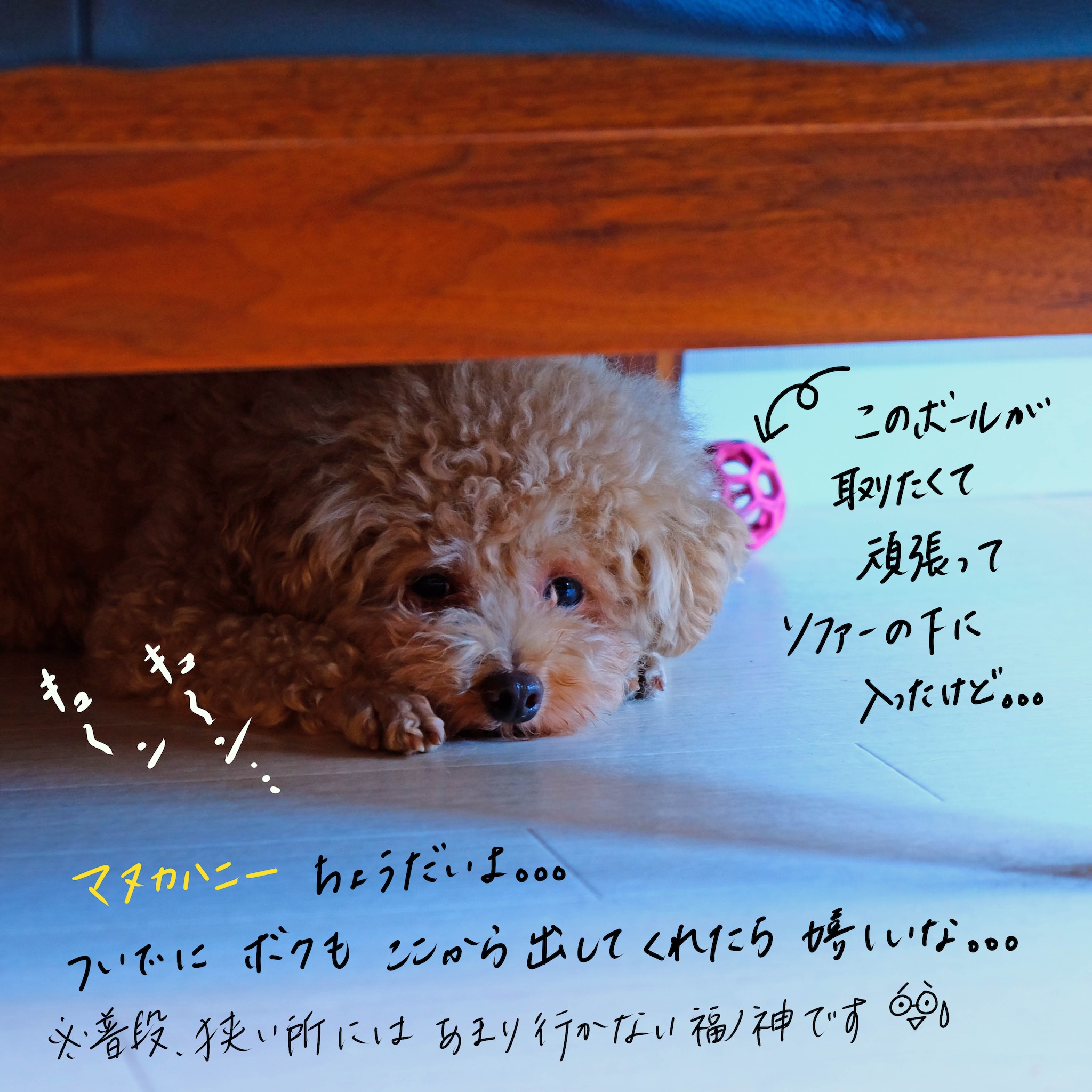 マヌカハニーのお話 犬バカ屋