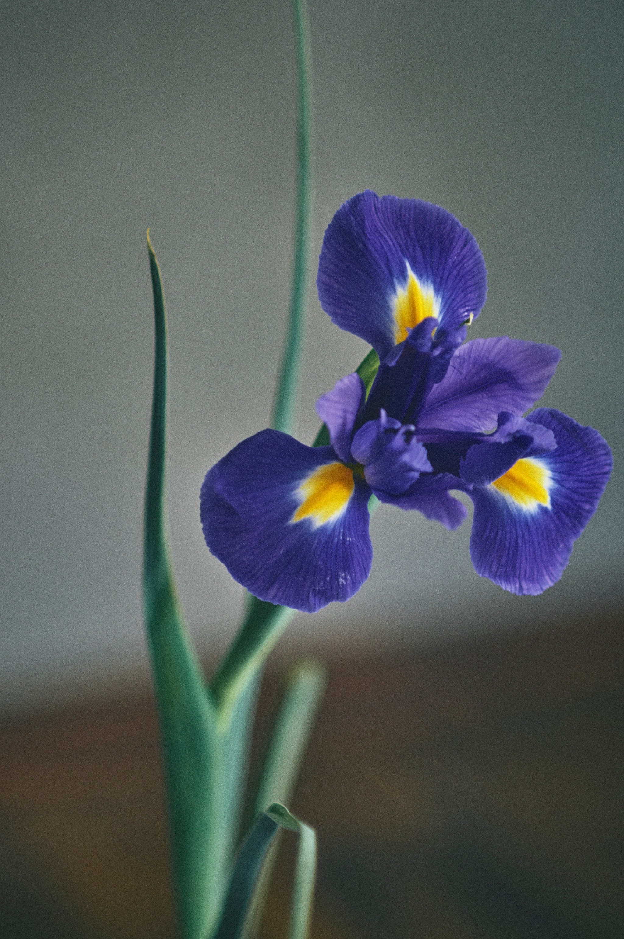 植物図鑑 アイリス 花咲 はなえみ