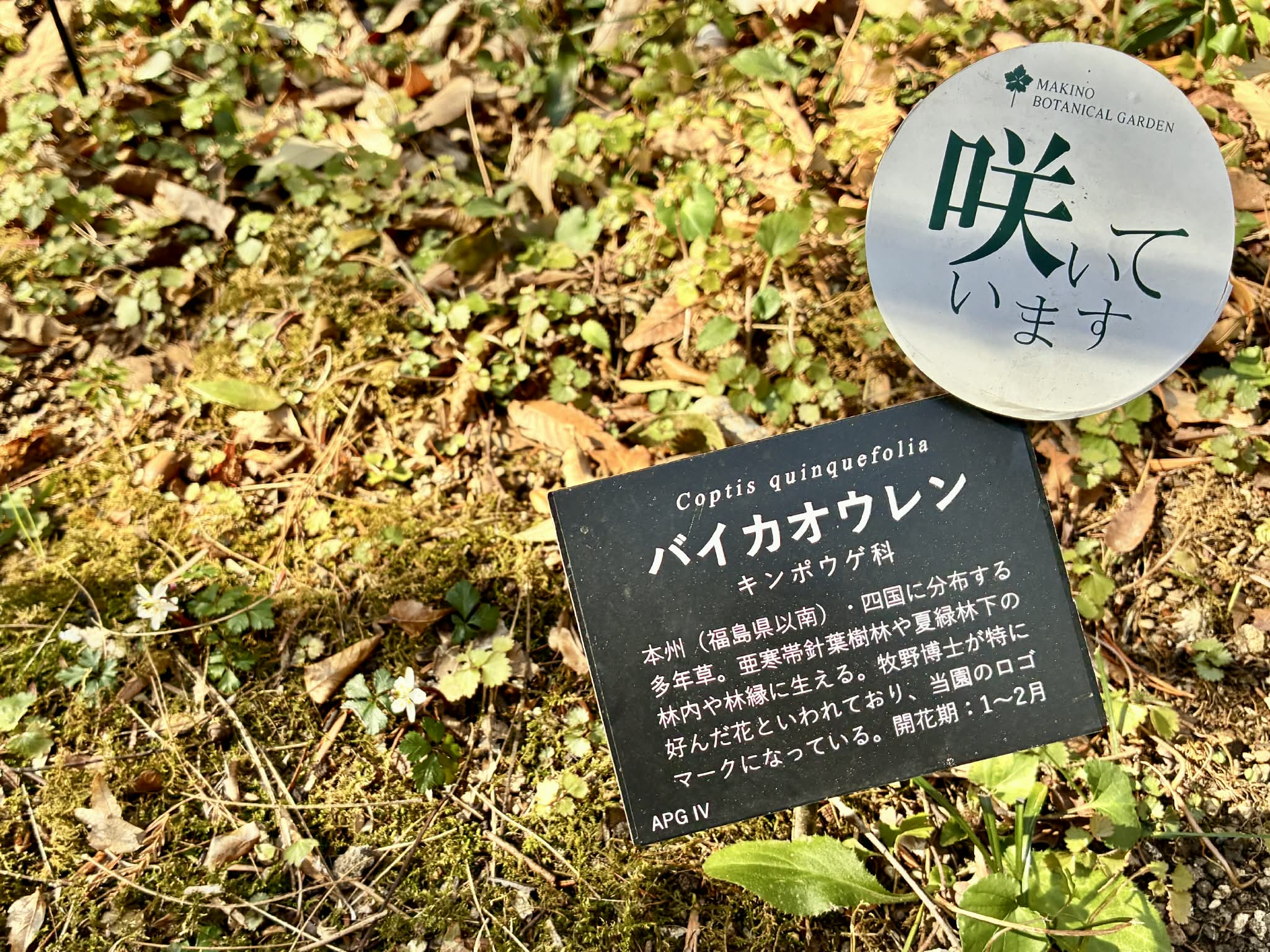 光人音叉 | ことほぐ聖品ショップ