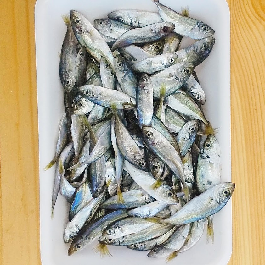 この魚どうやって食べるの 豆アジ 伍右衛門 この魚どうやって食べるの 豆アジ 伍右衛門