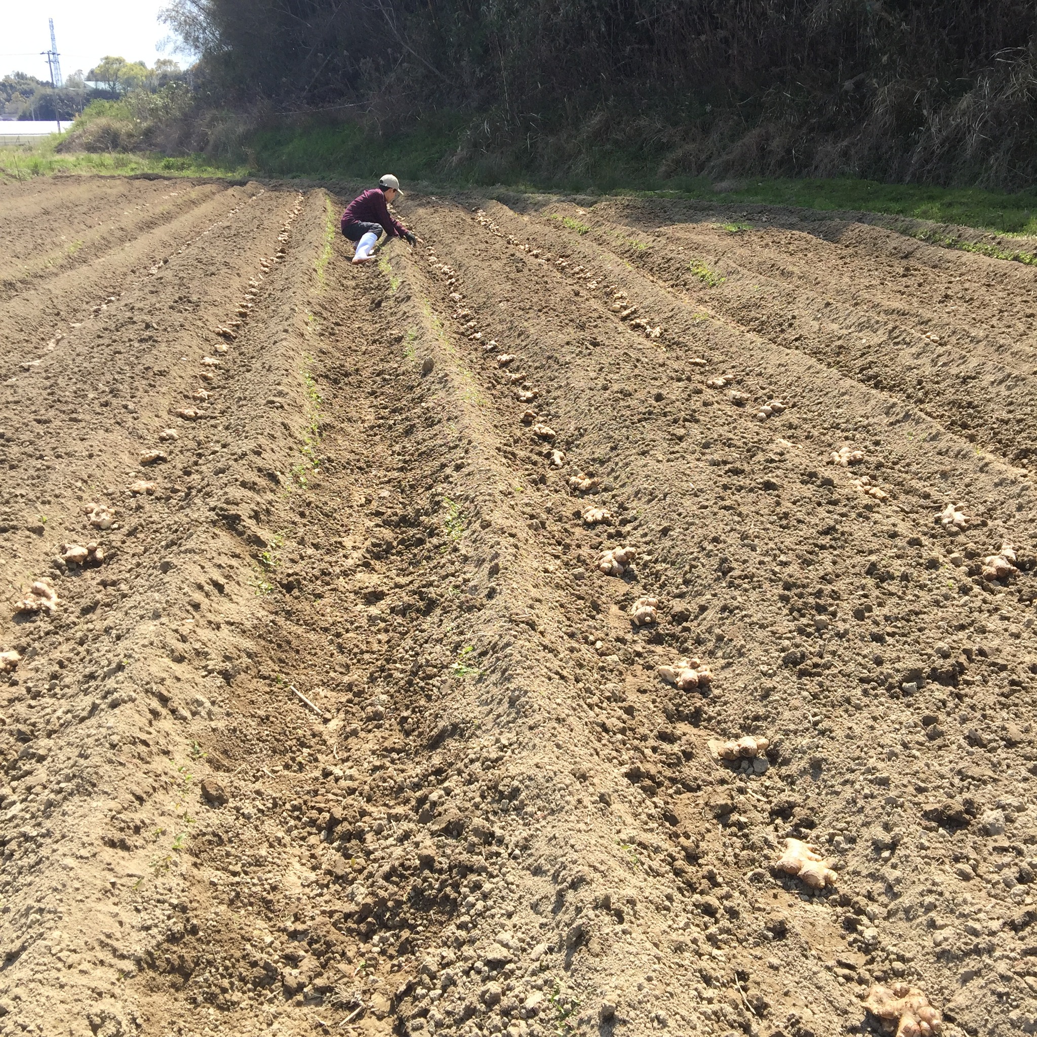 19年生姜の植え付け 地球食堂 高知県産無農薬生姜と天日塩