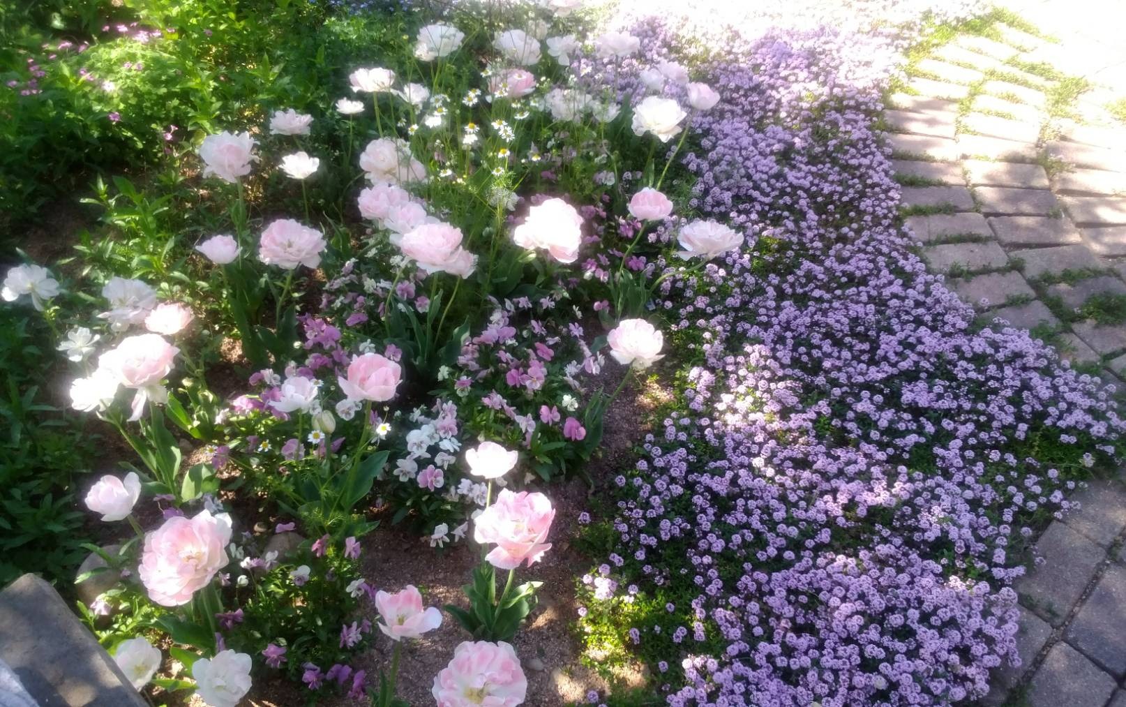 チューリップ アンジェリケ ｍerak メラク 寄せ植え ガーデニング