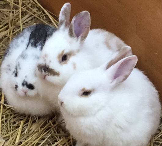 群れる 癒される 東武動物公園で赤ちゃんうさぎとふれあってきました 動画化企画パート3 うさぎ雑貨店 うさぎもかど