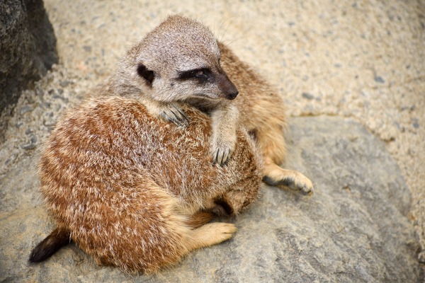 浜松市動物園はまzoo ０１ ミーアキャット 背景写真屋 そしてtシャツ