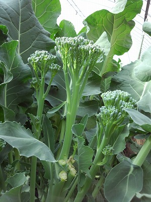 茎ごと食べられる スティックブロッコリー 類農園 有機 オーガニック 野菜 お米 お茶 奈良 三重