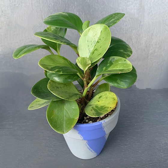 可愛い 育てやすい 増やしやすい 観葉植物初心者さんにぴったりのペペロミア Flat アートとインテリア雑貨のお店