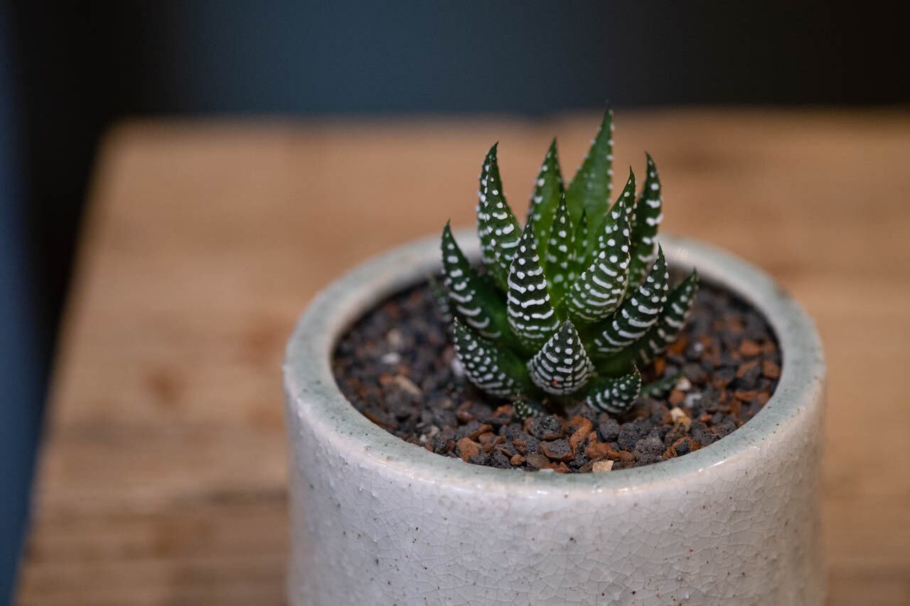 特集】今月のオススメ植物 Vol.3_ハオルチア | KUHONJI GENERAL STORE