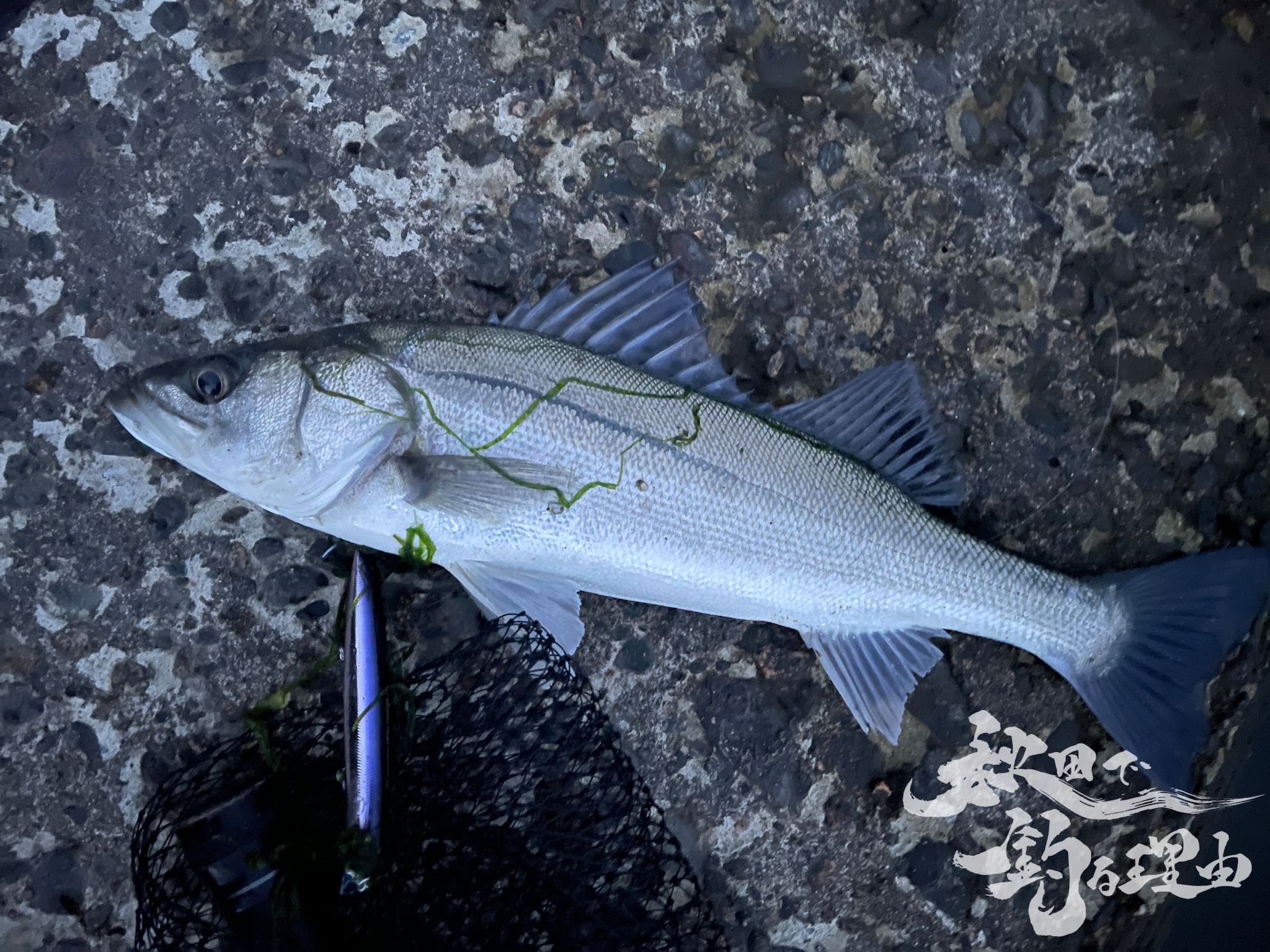 秋田シーバス釣行 答えはサヨリパターン 秋田で釣る理由 Official Site