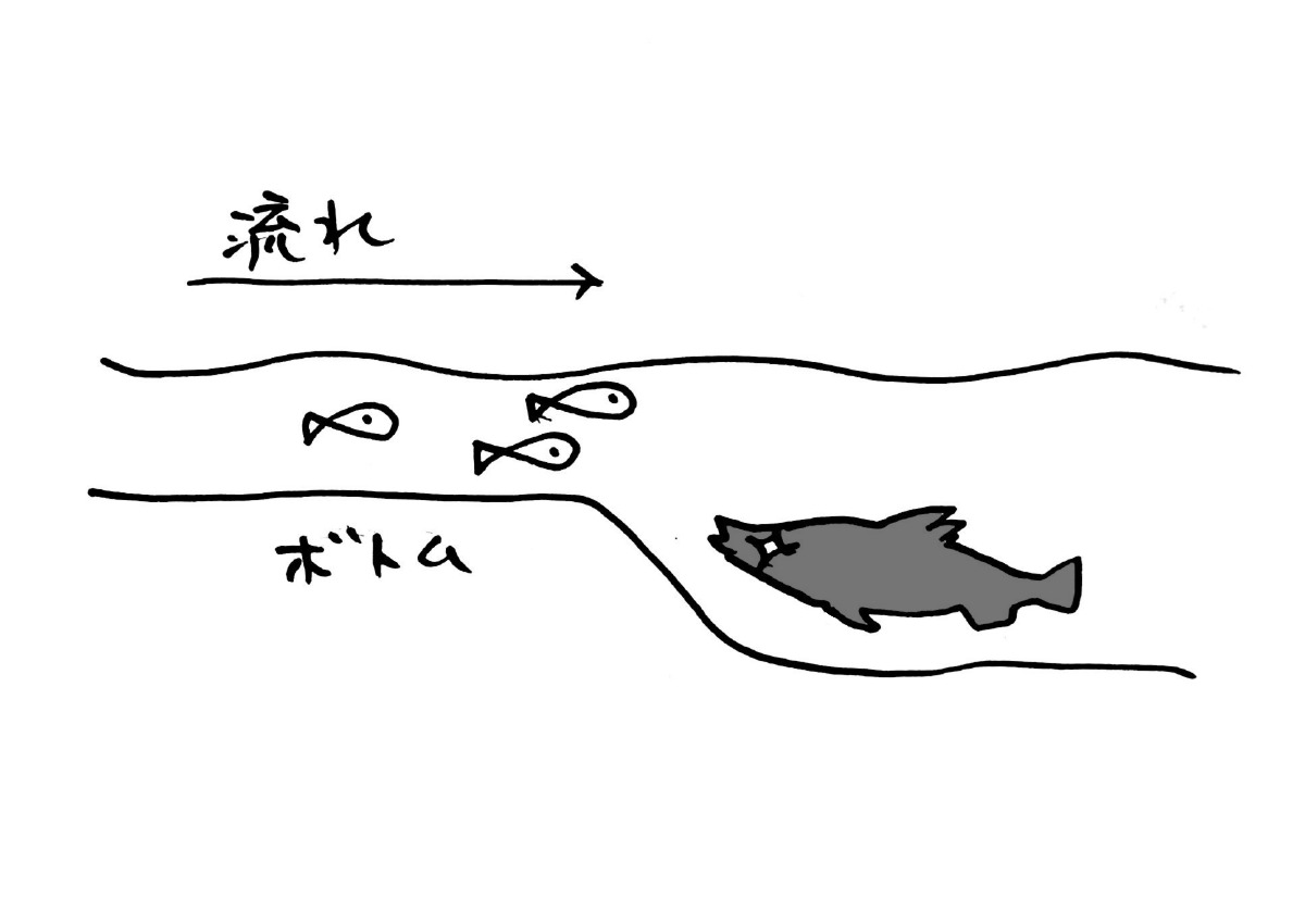 待ち伏せ型シーバス攻略 Ridgeline Online Shop