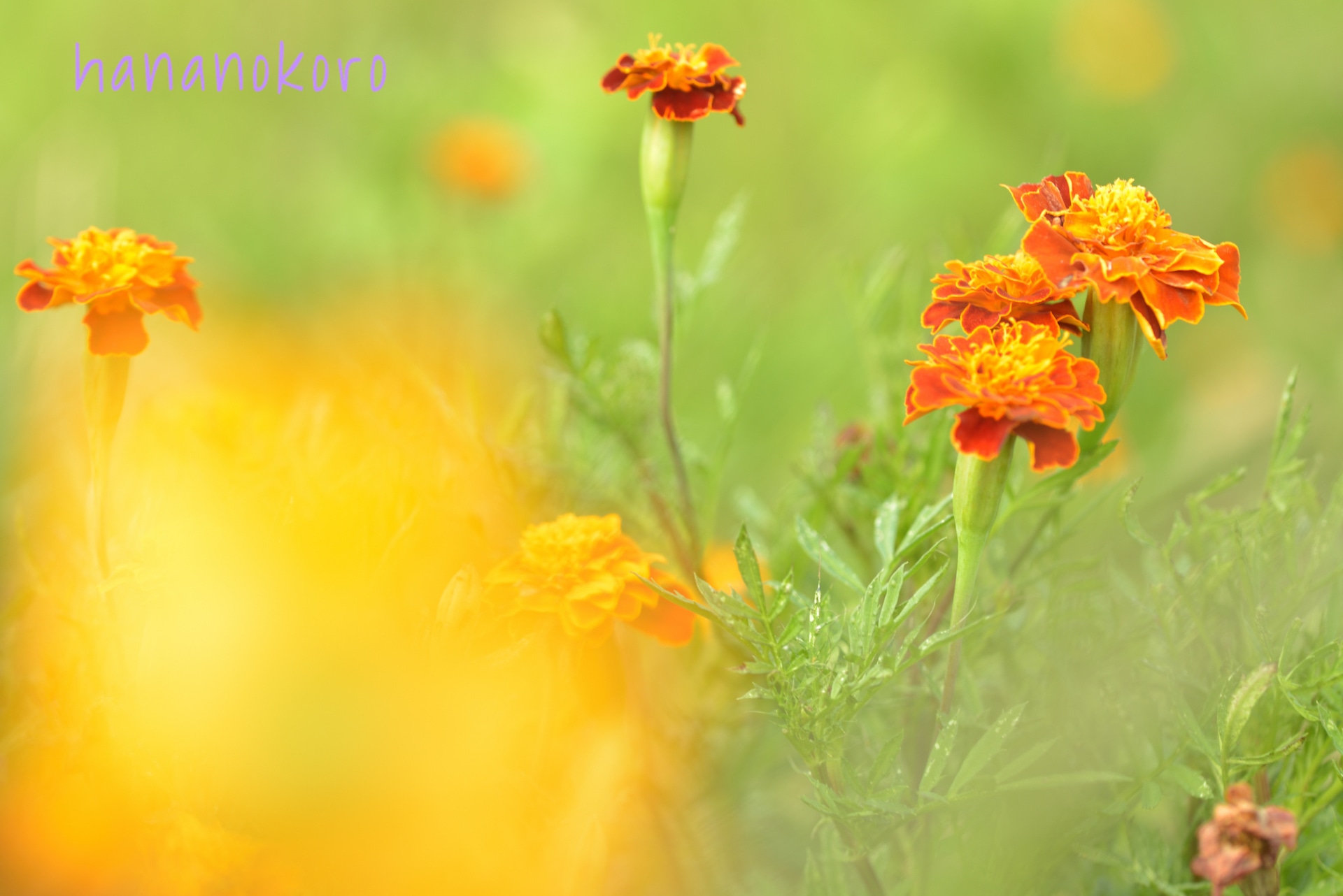 花言葉フォトギャラリー13 マリーゴールド Marigold 障がい者が描く花イラストの雑貨販売 Hananokoro はなのころ