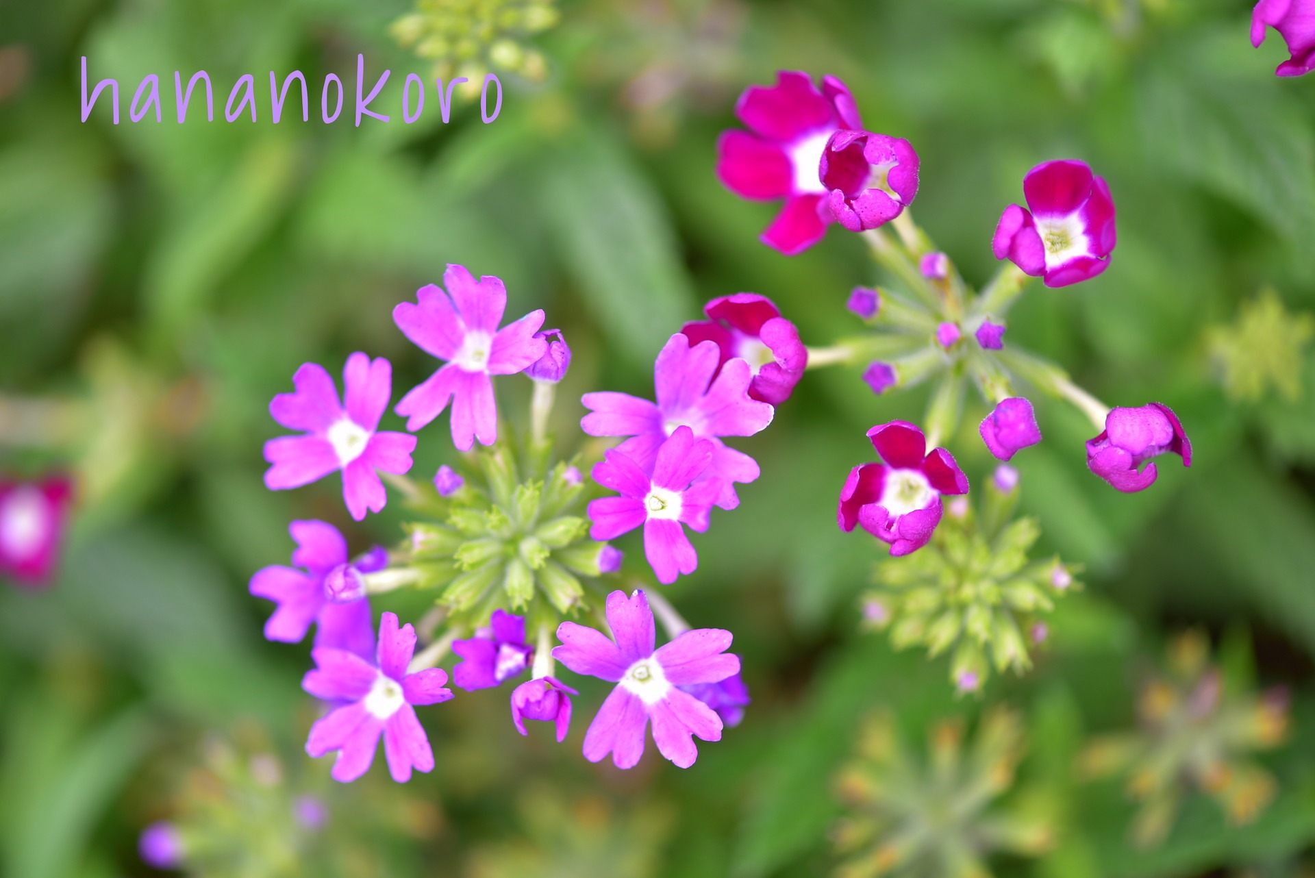 花言葉フォトギャラリー15 バーベナ Vervain 障がい者が描く花イラストの雑貨販売 Hananokoro はなのころ 花言葉フォトギャラリー15 バーベナ Vervain 障がい者が描く花イラストの雑貨販売 Hananokoro はなのころ