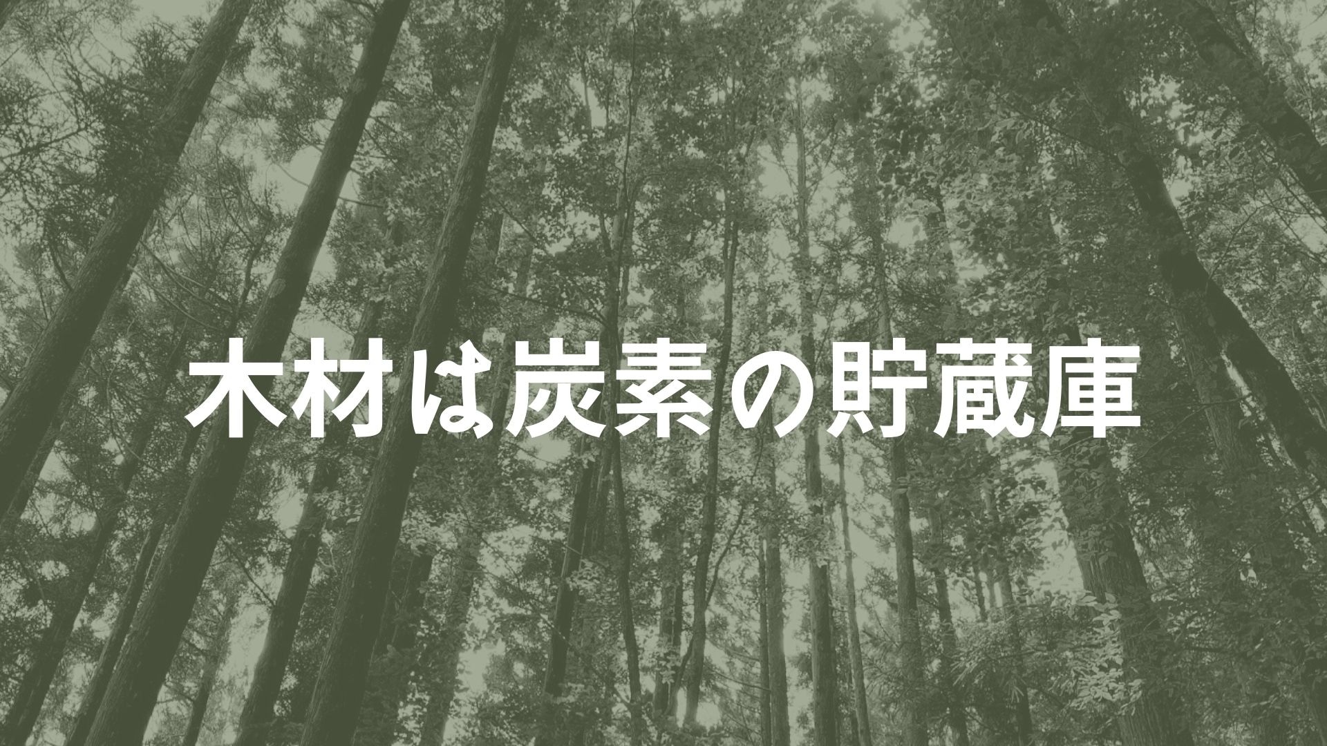 国土の3分の2を占める大切な森林を守り 育てるということ Treewater