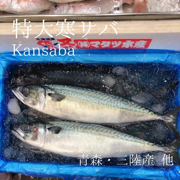 10月のおススメのお魚 Okawari 豊洲直送の高級海産物をお届け