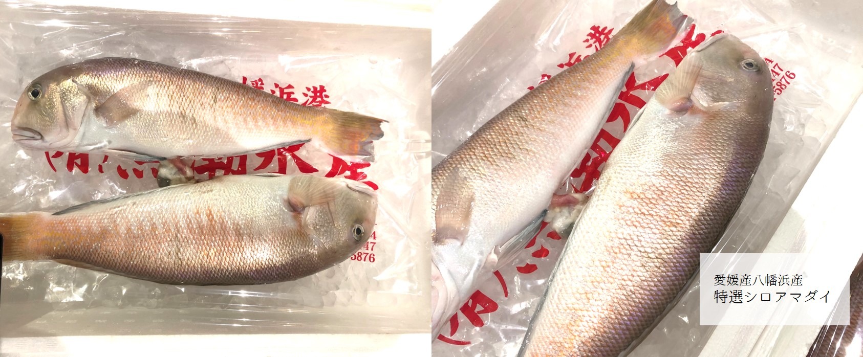 お買い得商品 最高級アマダイとシロアマダイ Okawari 豊洲直送の高級海産物をお届け