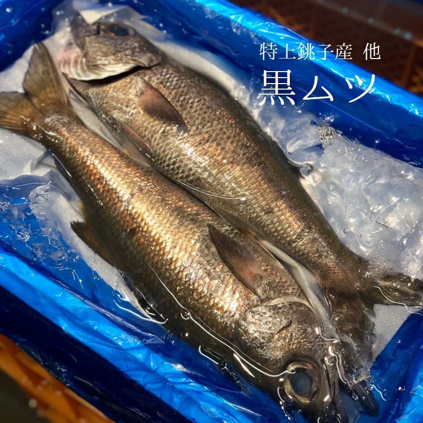 10月のおススメのお魚 Okawari 豊洲直送の高級海産物をお届け