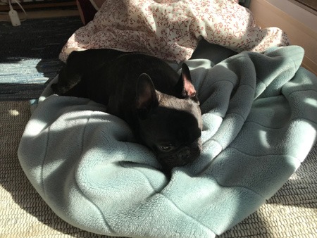 天日干しした毛布が好きな犬 Fredays