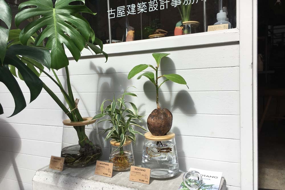 実店舗に水耕栽培のインテリア観葉植物wootang ウータン 入荷しました Coshiki