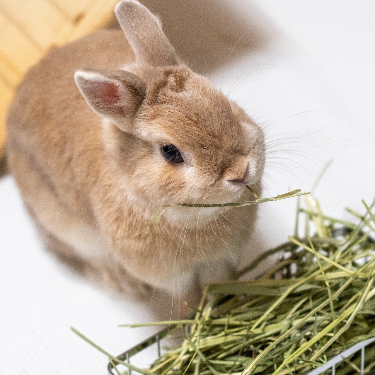 換毛期 うさぎ モルモット デグーなどの小動物に早刈りドライランドエリアのカナダ産 チモシー専門店 プラスウィン