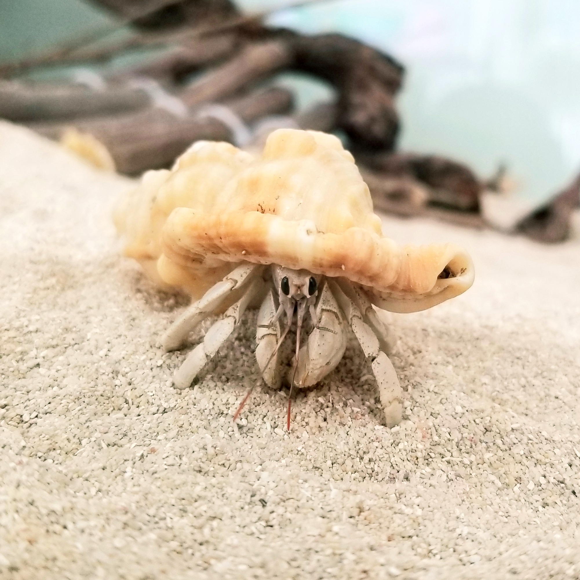 オカヤドカリ 生体 販売開始 ドッグサロン オカヤドカリショップ Dear Wan