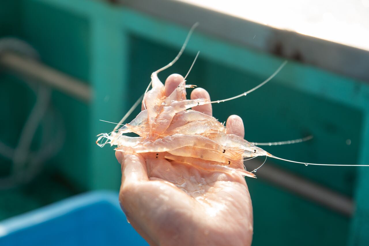 未来へつなげる富山湾の恵み シロエビ漁 | 水と匠 公式通販サイト