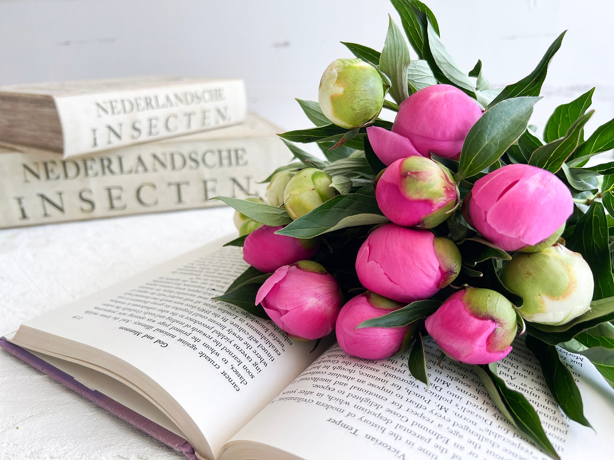 初夏の美しいお花、芍薬〈シャクヤク〉☆長野県中野市より…シャクヤク