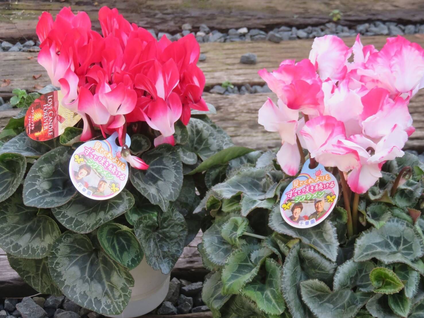 シクラメンの鉢植えの花 鉢植え ６寸 送料込
