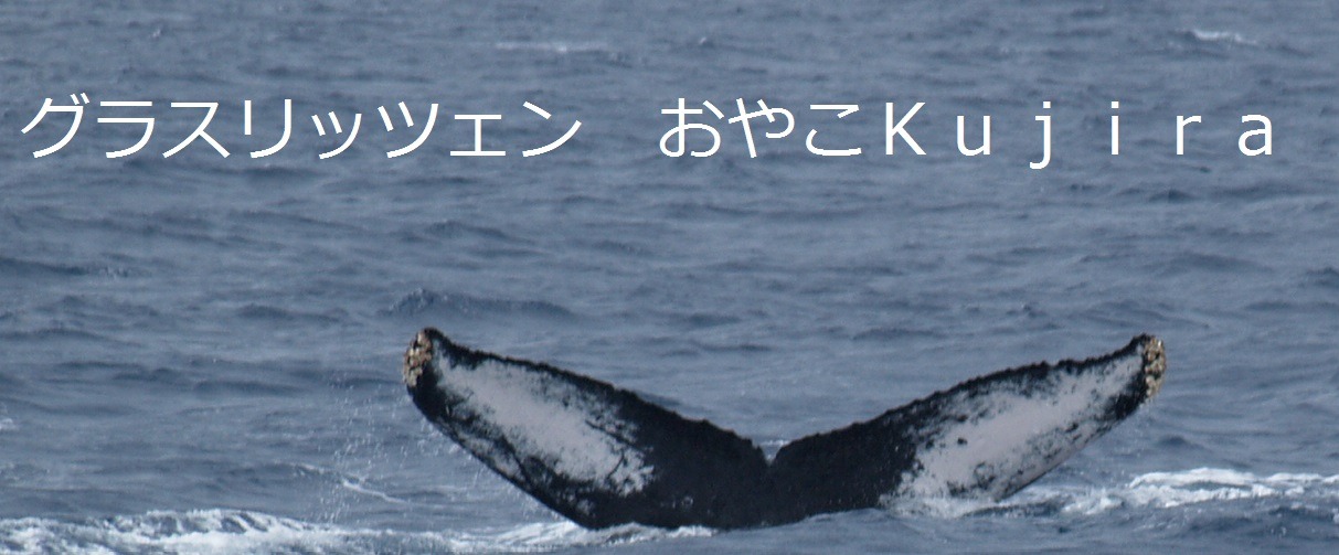 グラスリッツェン　おやこＫｕｊｉｒａ