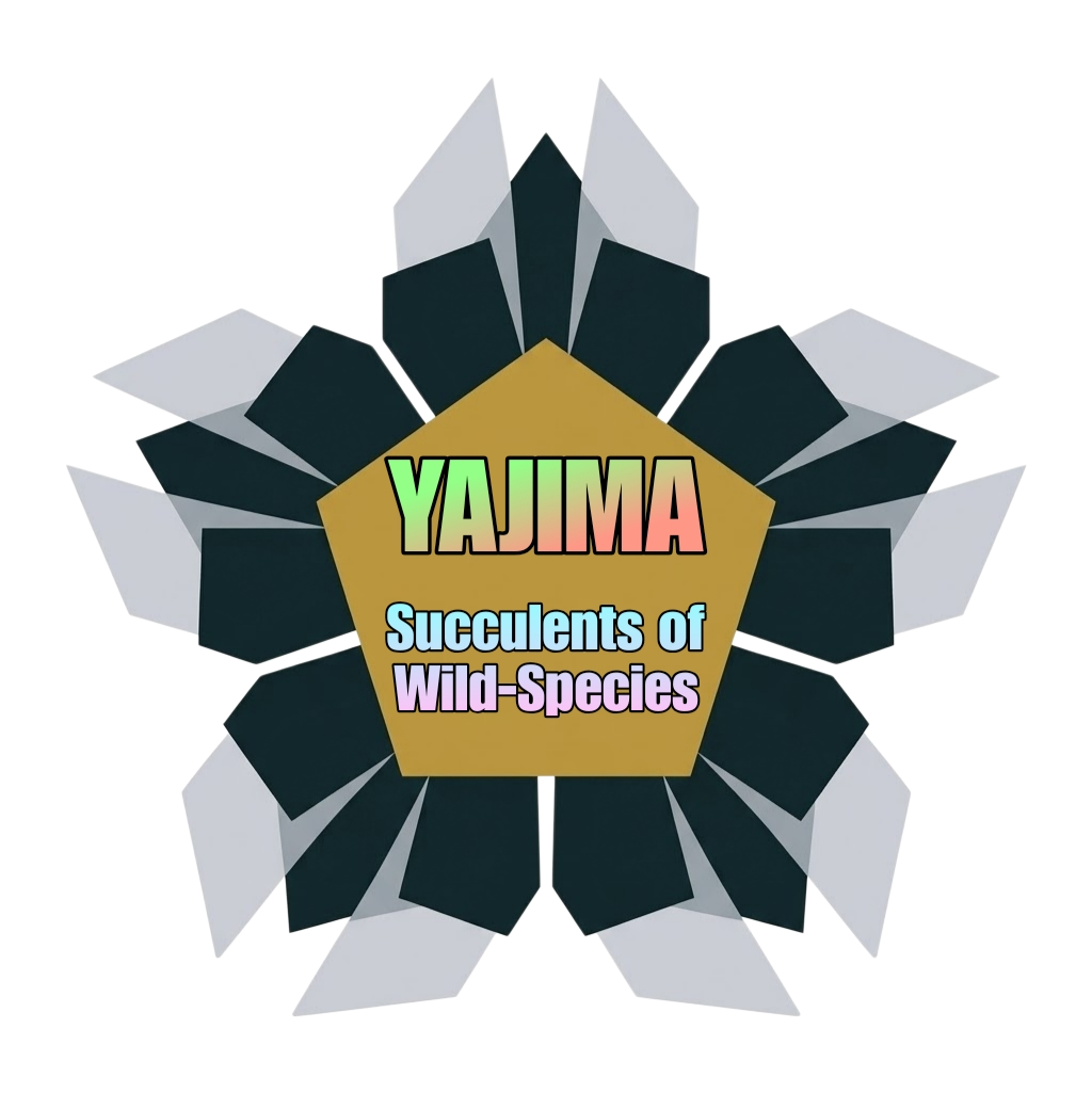 YAJIMA: Succulents of Wild-Species