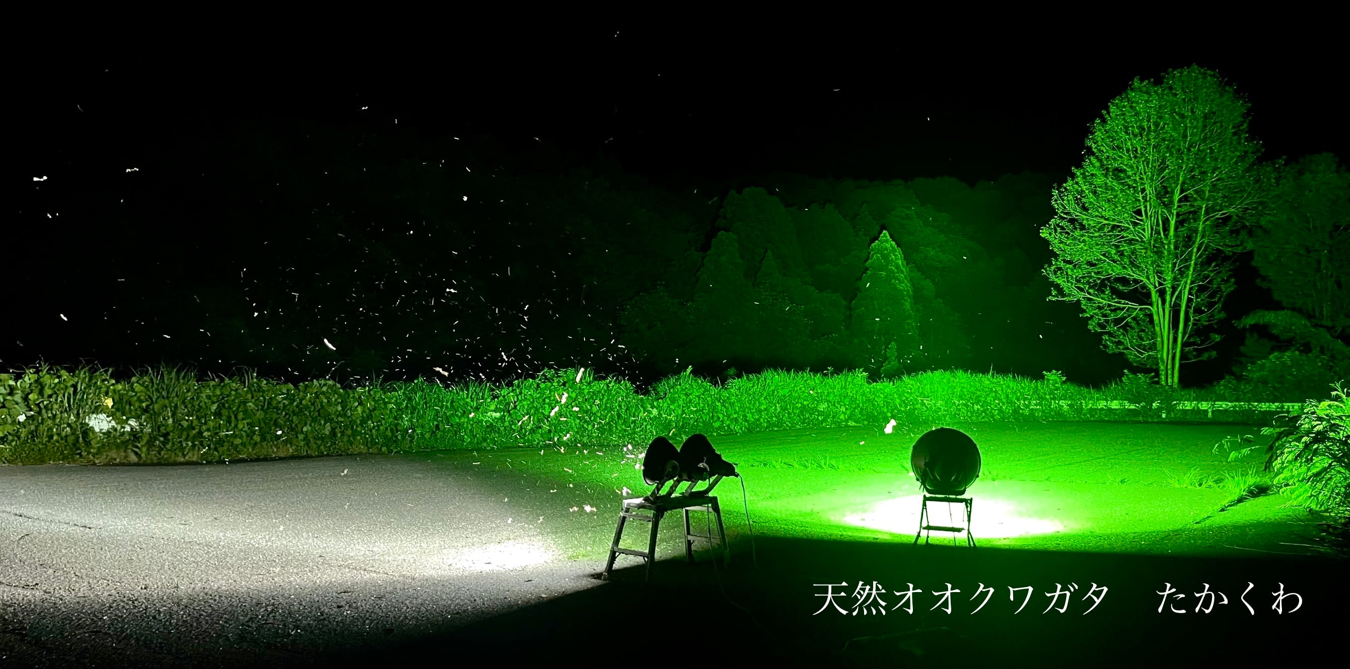 天然オオクワガタ たかくわ