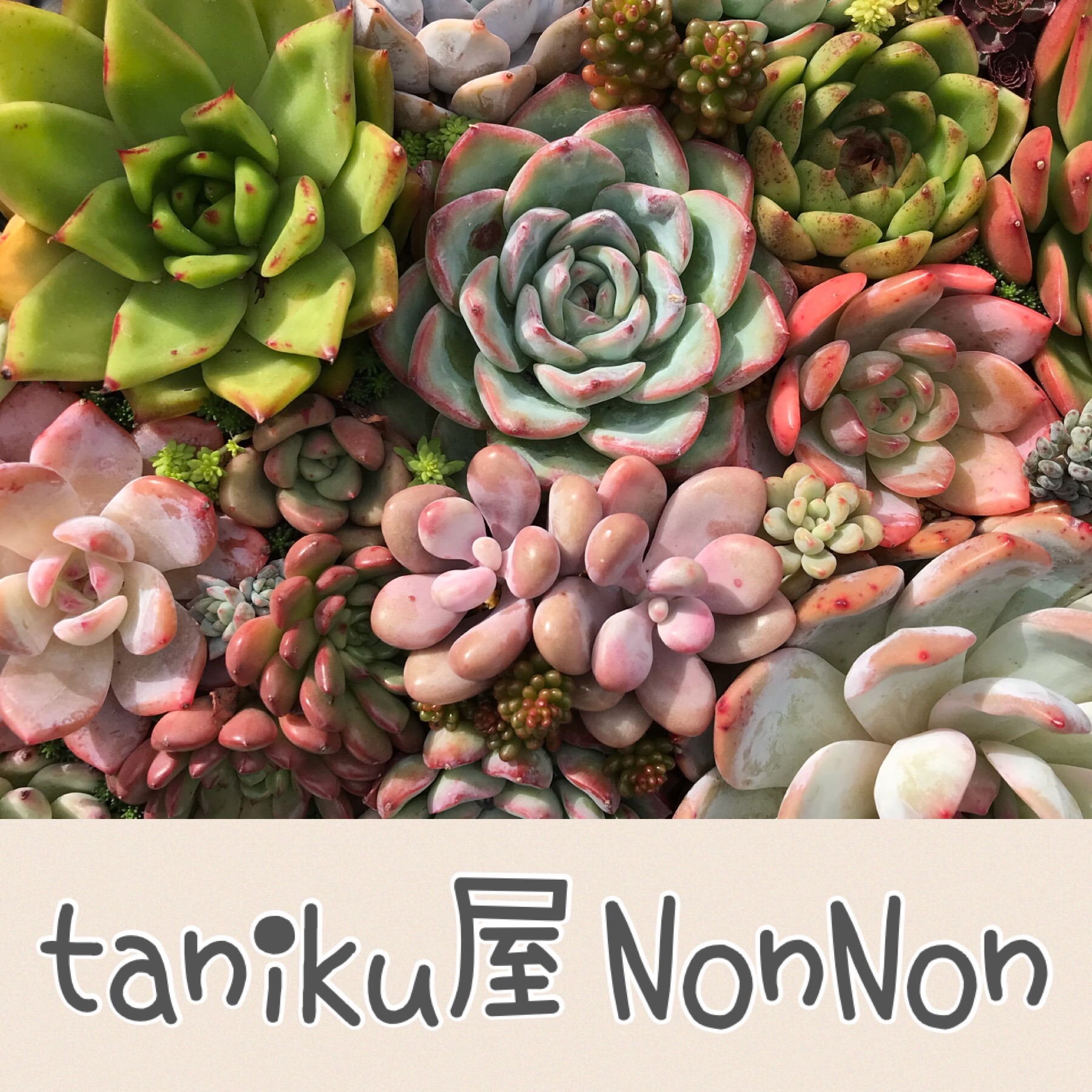taniku屋NonNon