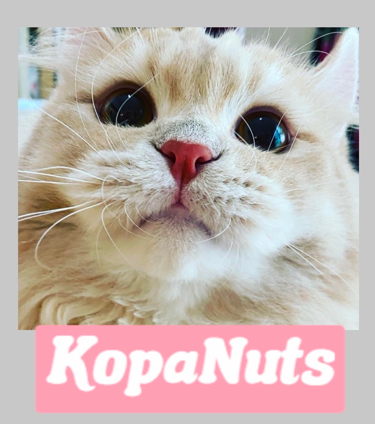 KopaNuts