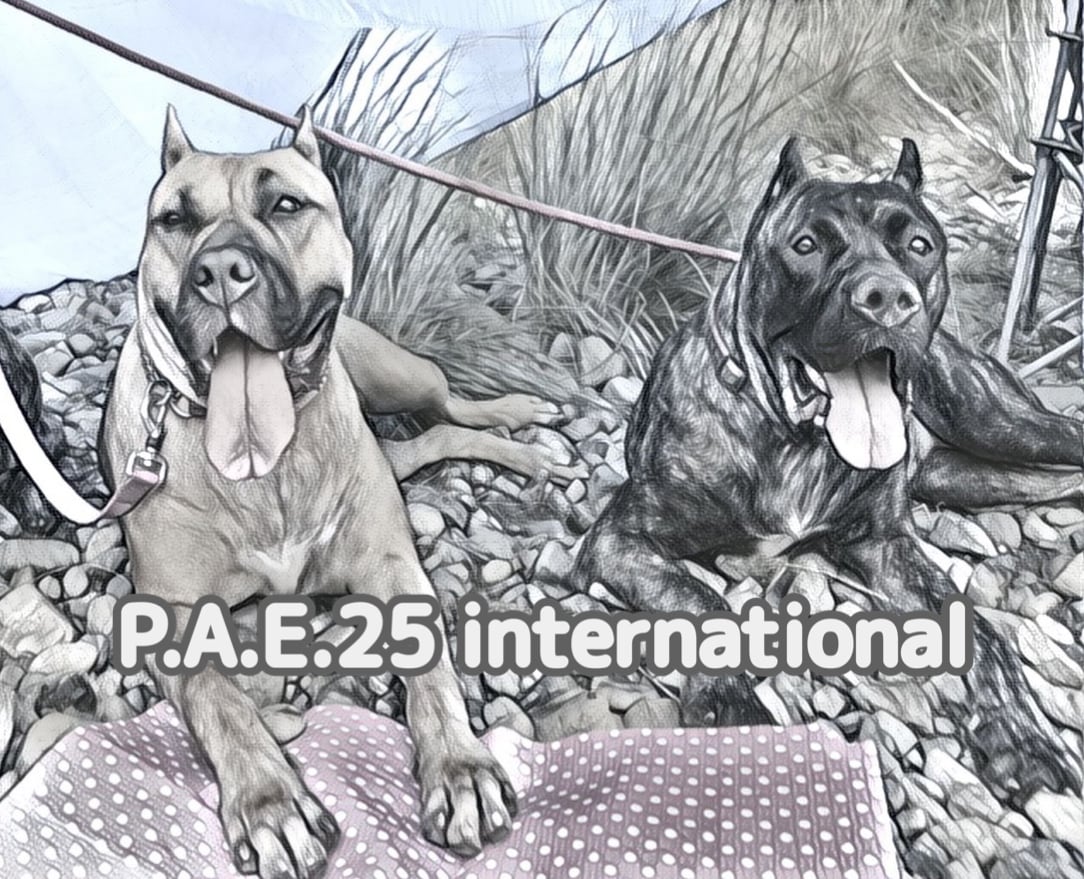 P.A.E.25 international
