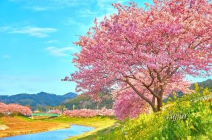 薔薇サニタリー5点セットディスペンサー 歯ブラシスタンド 洗面所 花柄