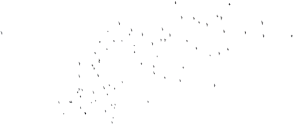 Imagining the flyways of migratory birds