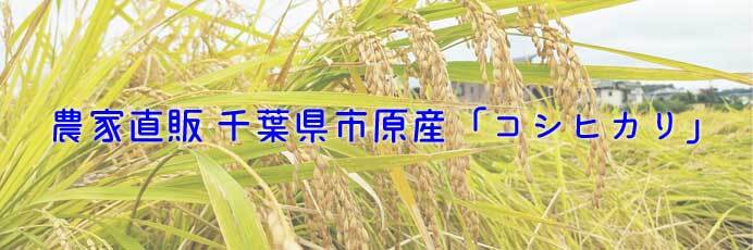 お米通販 農家直販 千葉県市原産「コシヒカリ」100%