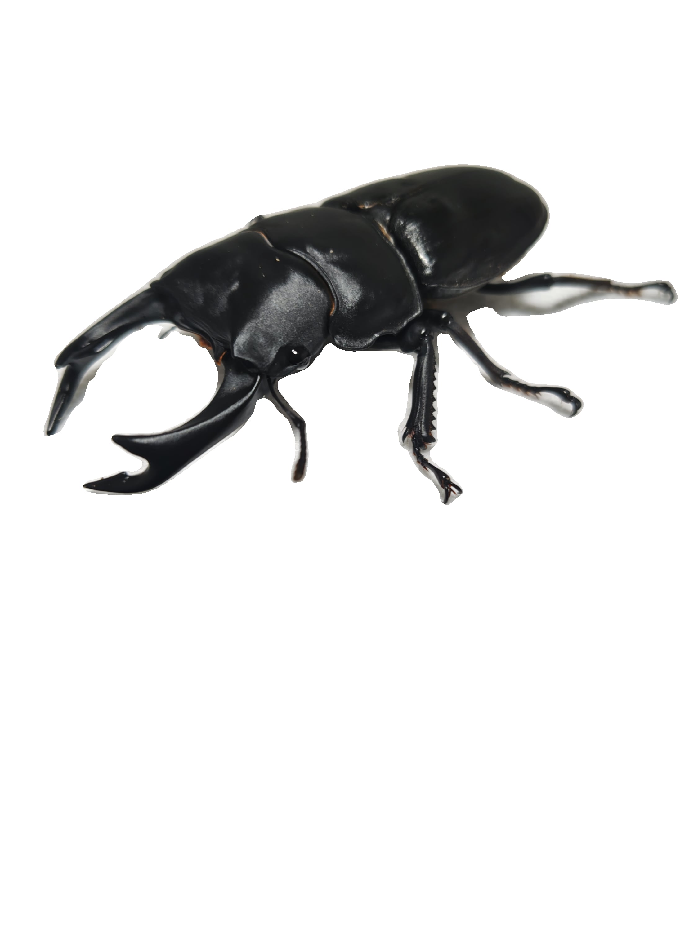 国産クワガタ♂標本セット　※一部欠損あり 国産クワガタ標本＆標本用死虫余剰品 | クワカブ販売