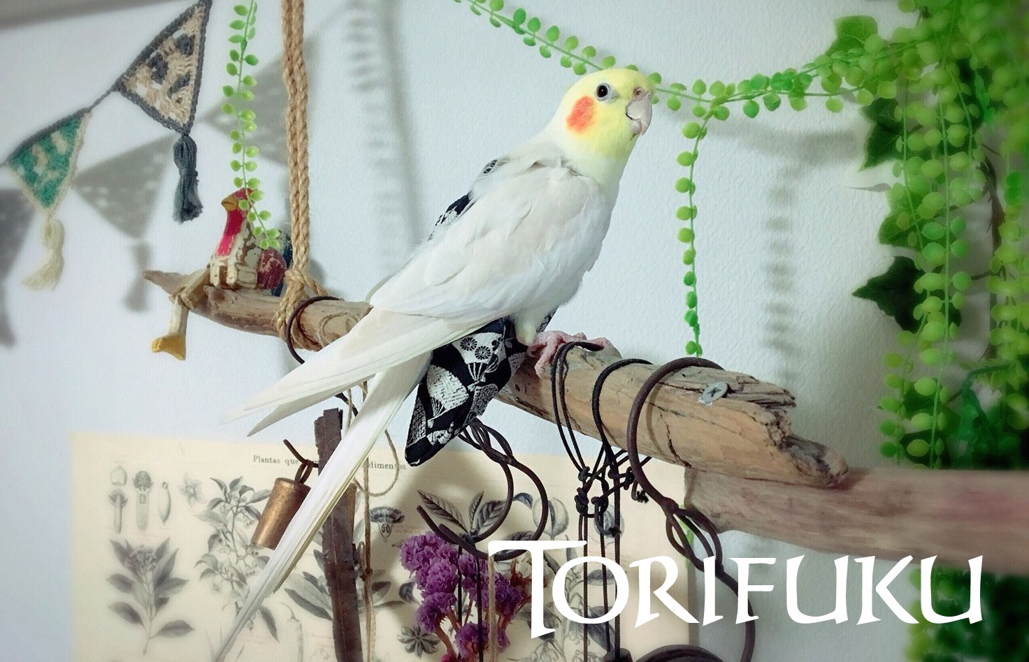 TORIFUKU