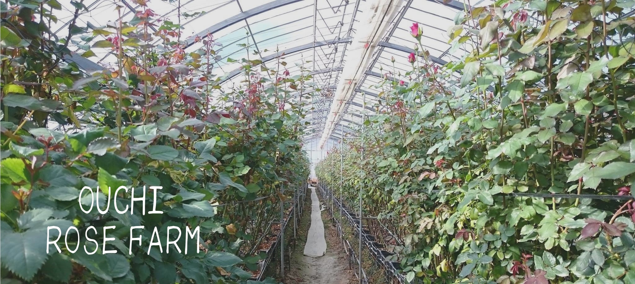 Ouchi Rose Farm
