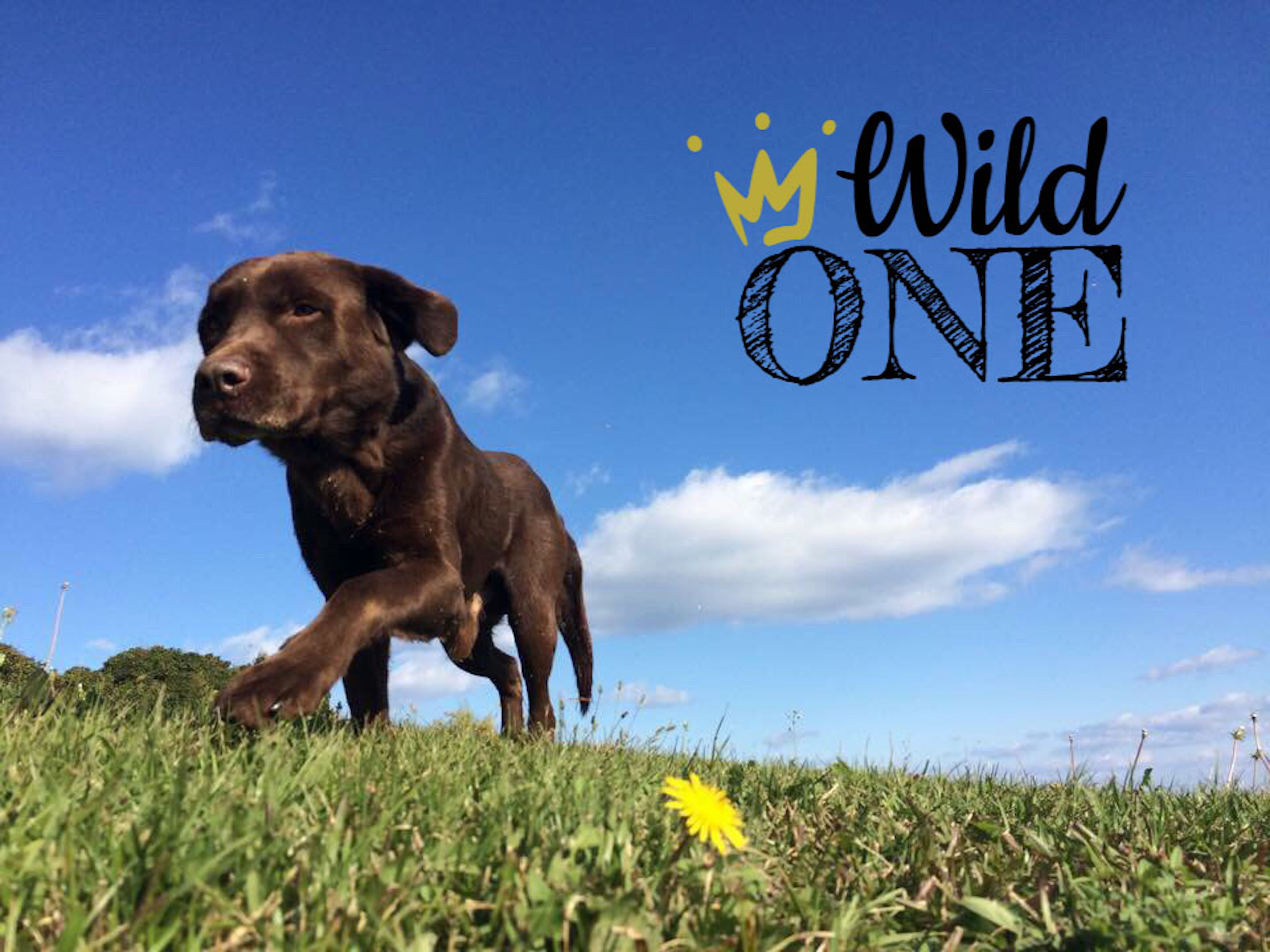 Wild One