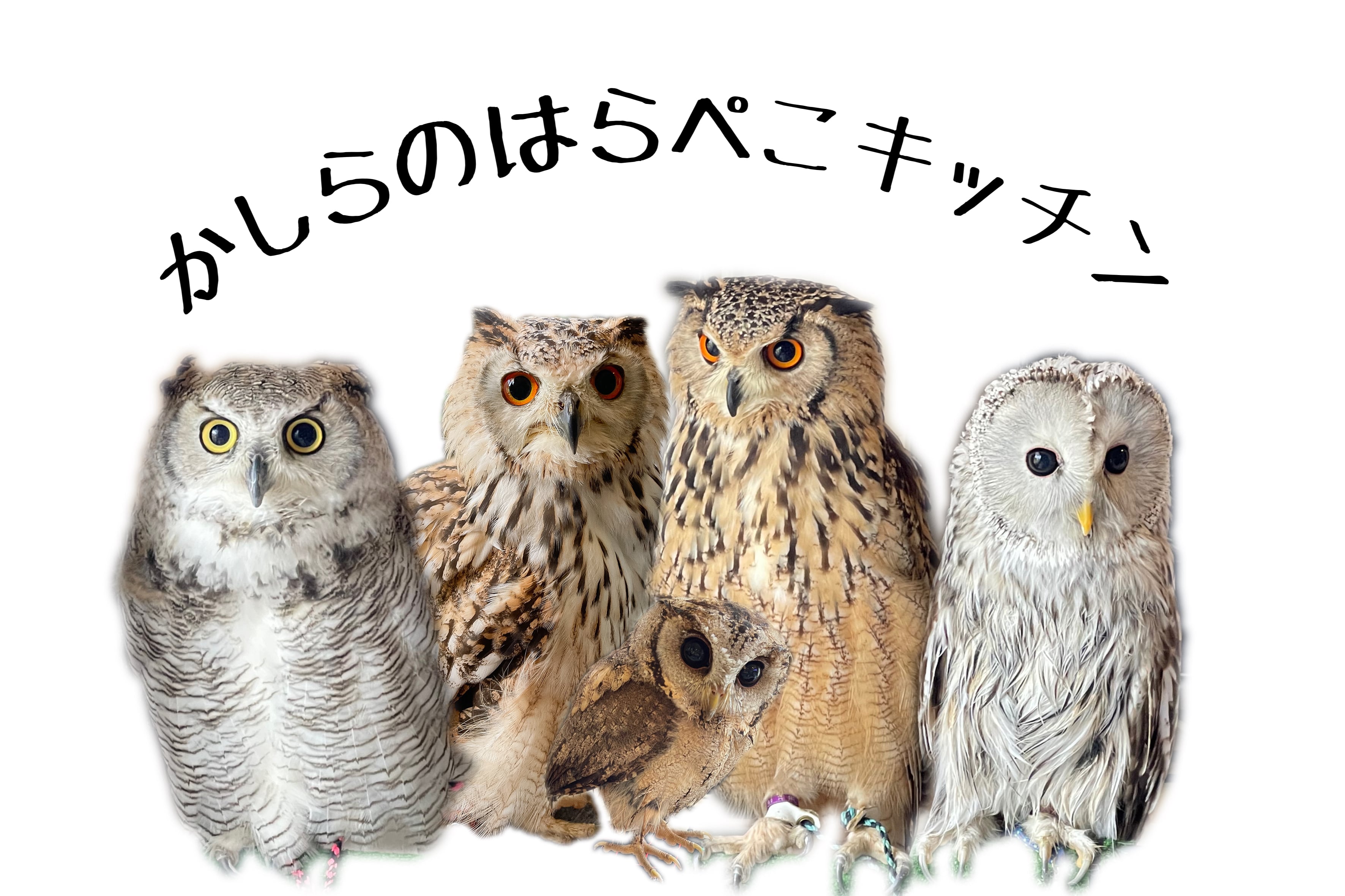 かしらのはらぺこキッチン